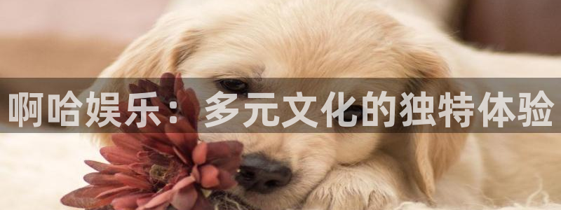 狗子28账号注册登录入口